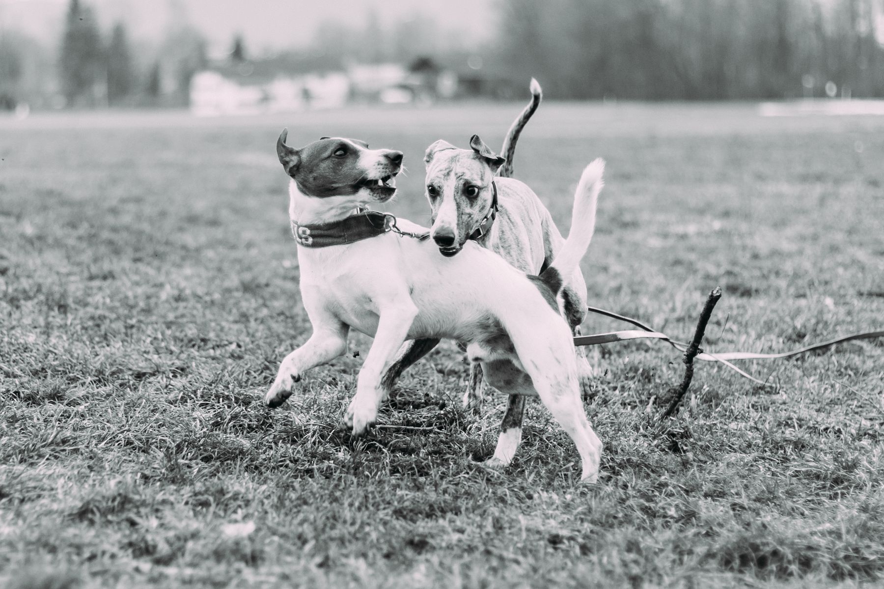 Stress beim Hund ungesund oder halb so schlimm? HundeCoach Allgäu