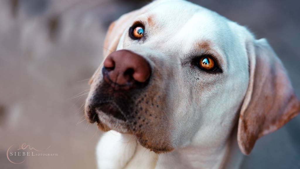 Lerngesetze wie wichtig für eine erfolgreiche Hunderziehung? Hunde