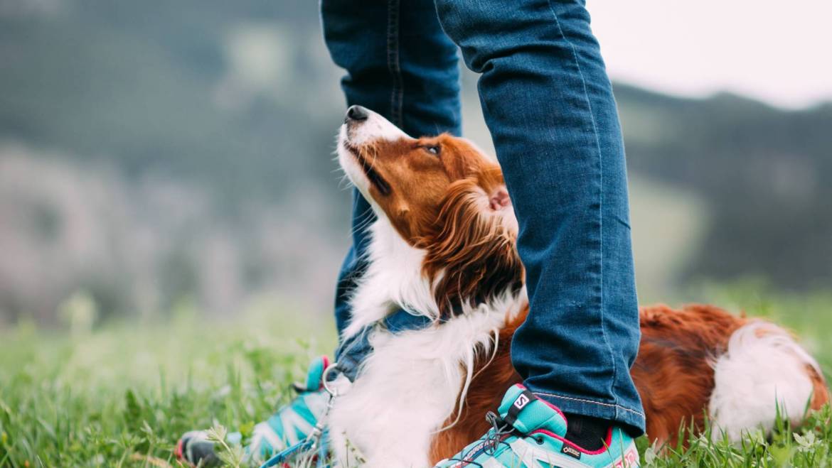 Themenabend &quot;Wie lernt mein Hund&quot; HundeCoach Allgäu Eure