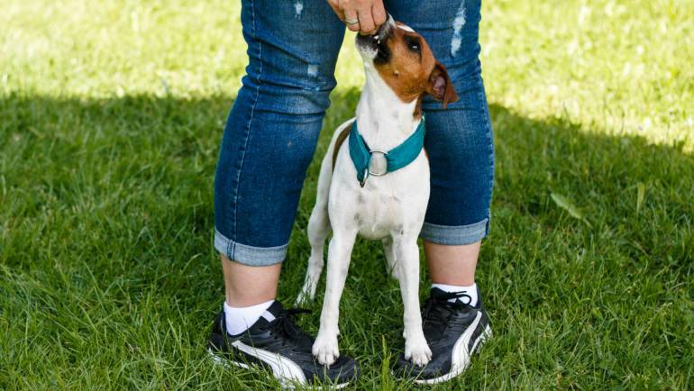 Blog HundeCoach Allgäu Eure Hundeschule im Allgäu