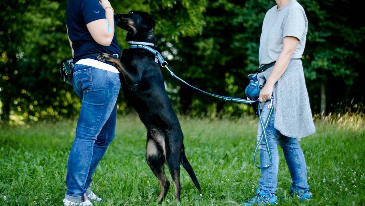 Warum springen Hunde Menschen an (Teil 1) HundeCoach Allgäu Eure