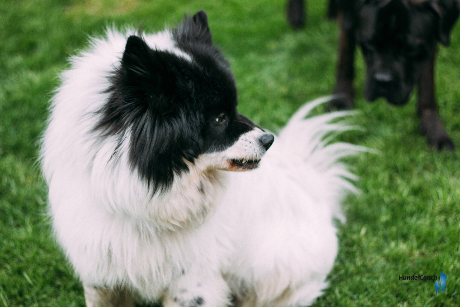 Warum springen Hunde Menschen an (Teil 2/4) HundeCoach Allgäu Eure