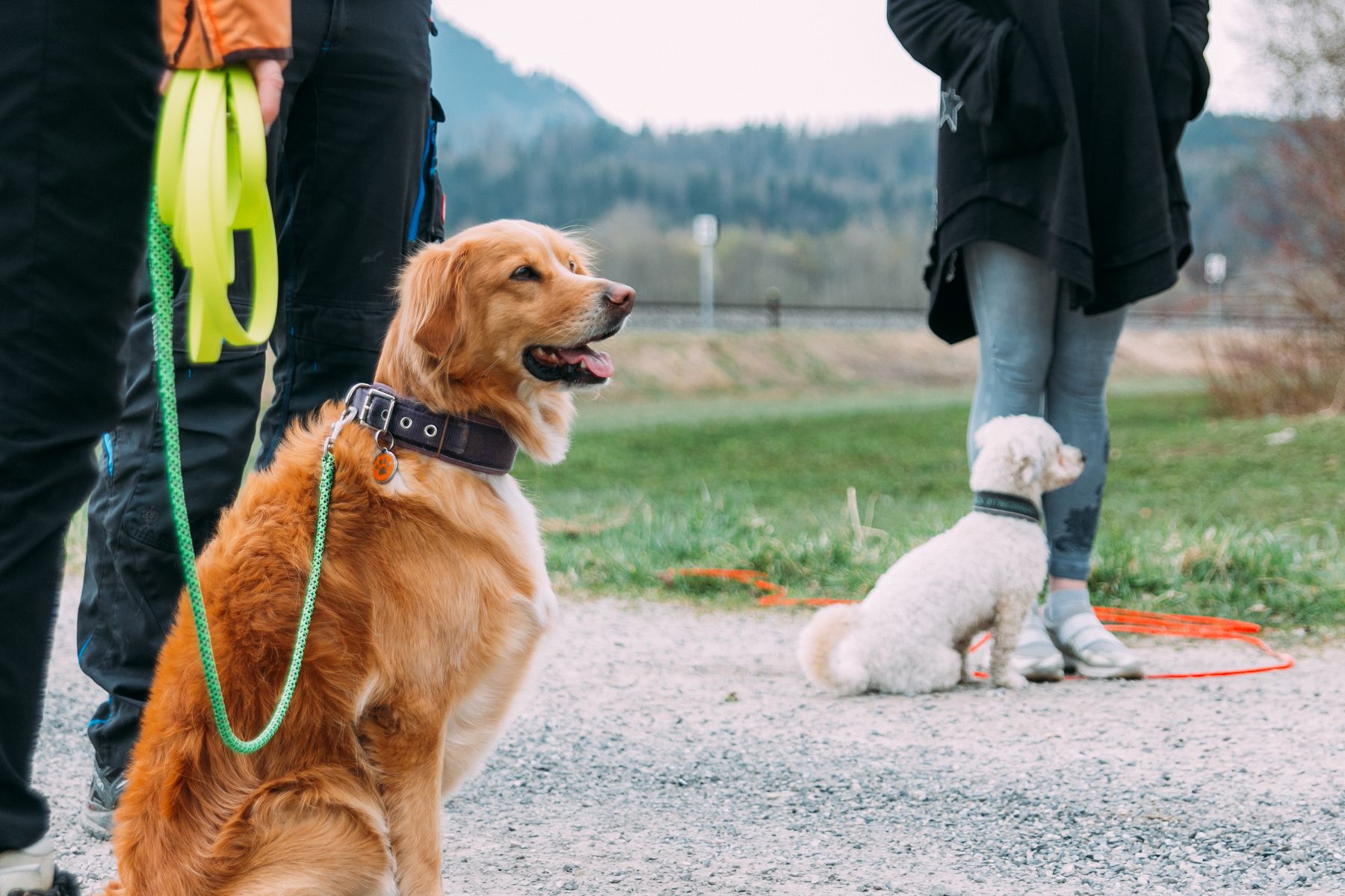 Wie gewöhne ich meinem Hund das Anspringen von Fremden ab? (Teil 4