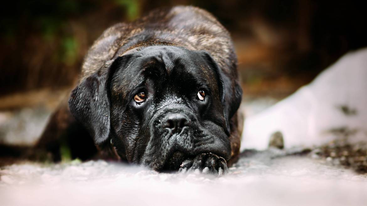 Wie gewöhne ich meinem Hund das Anspringen von Fremden ab? (Teil 4