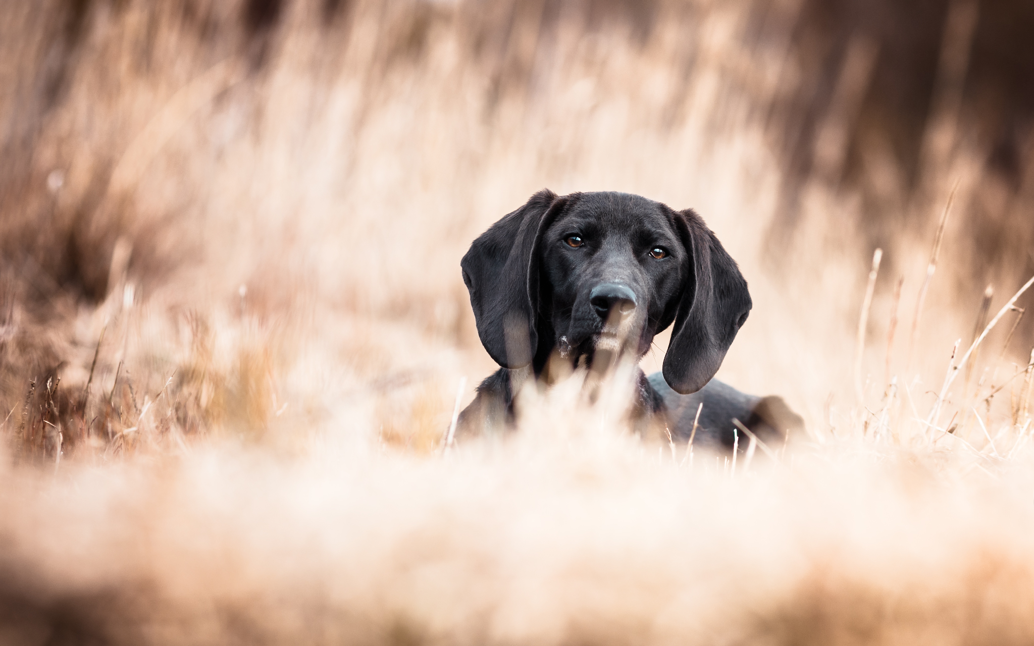 Ich kauf mir mal eben einen Hund… ﻿(1) HundeCoach Allgäu Eure