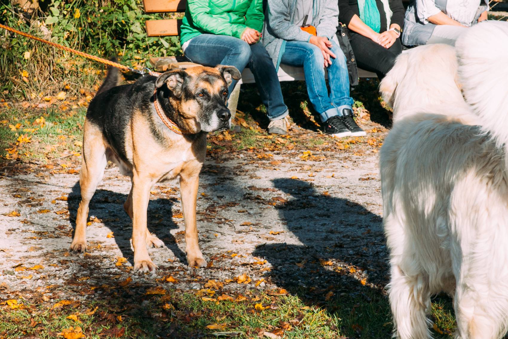 Hundecoach Allgäu - Zusammen zum Ziel - lernen und miteinander arbeiten