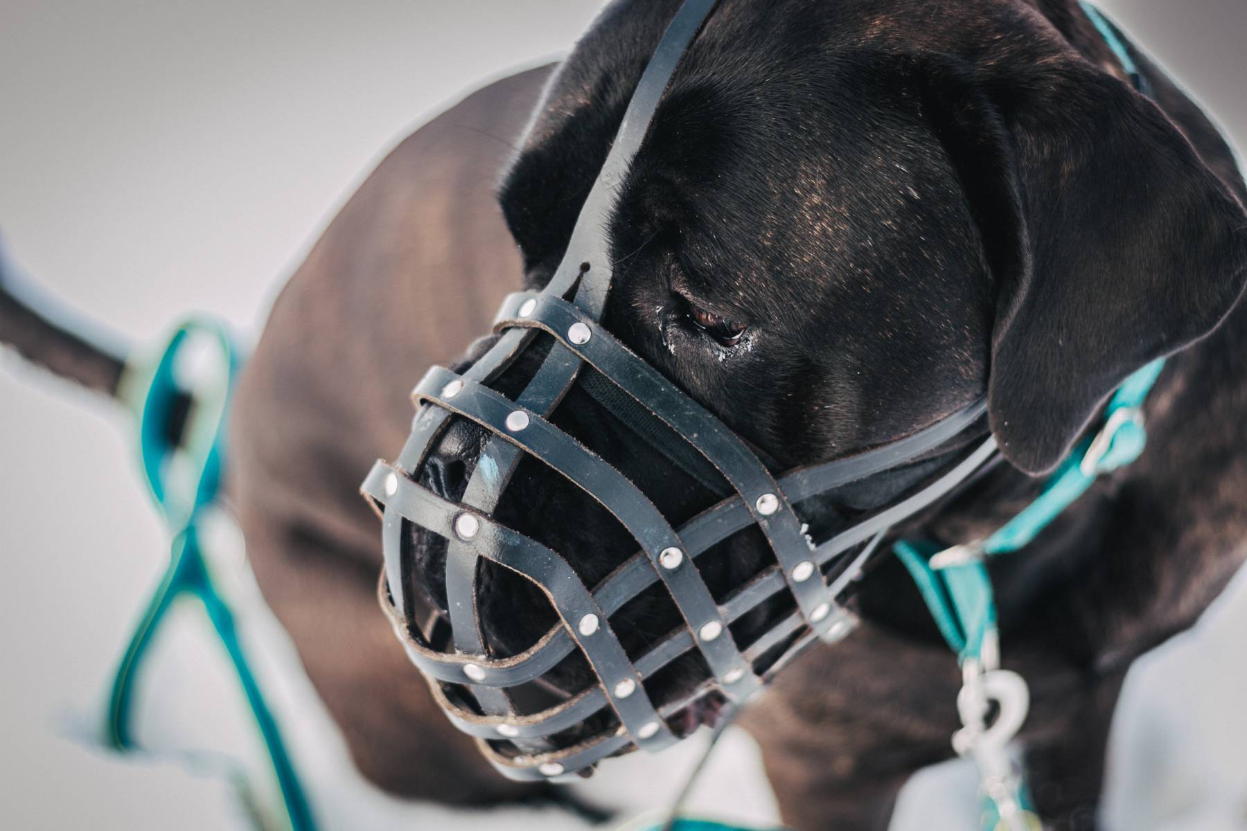 Der Maulkorb Die richtige Auswahl HundeCoach Allgäu Eure