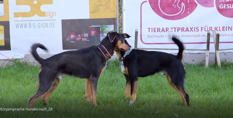 „Oh, der Hund wedelt mit dem Schwanz, der freut sich aber!“ Hunde