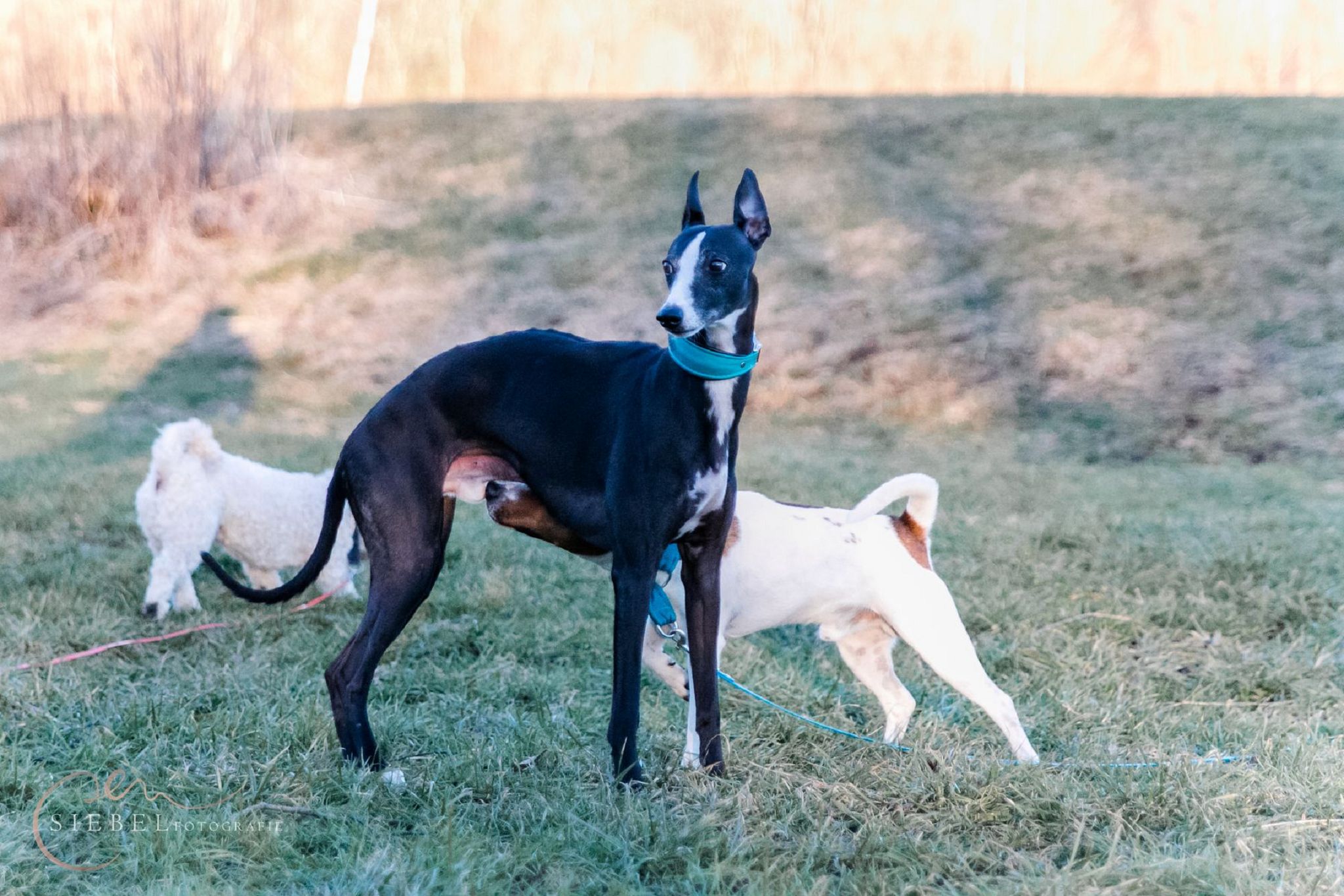 „Oh, der Hund wedelt mit dem Schwanz, der freut sich aber!“ Hunde