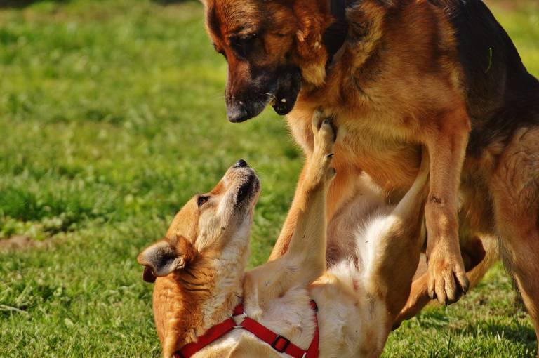 Schockzustand Angriff eines anderen Hundes HundeCoach Allgäu