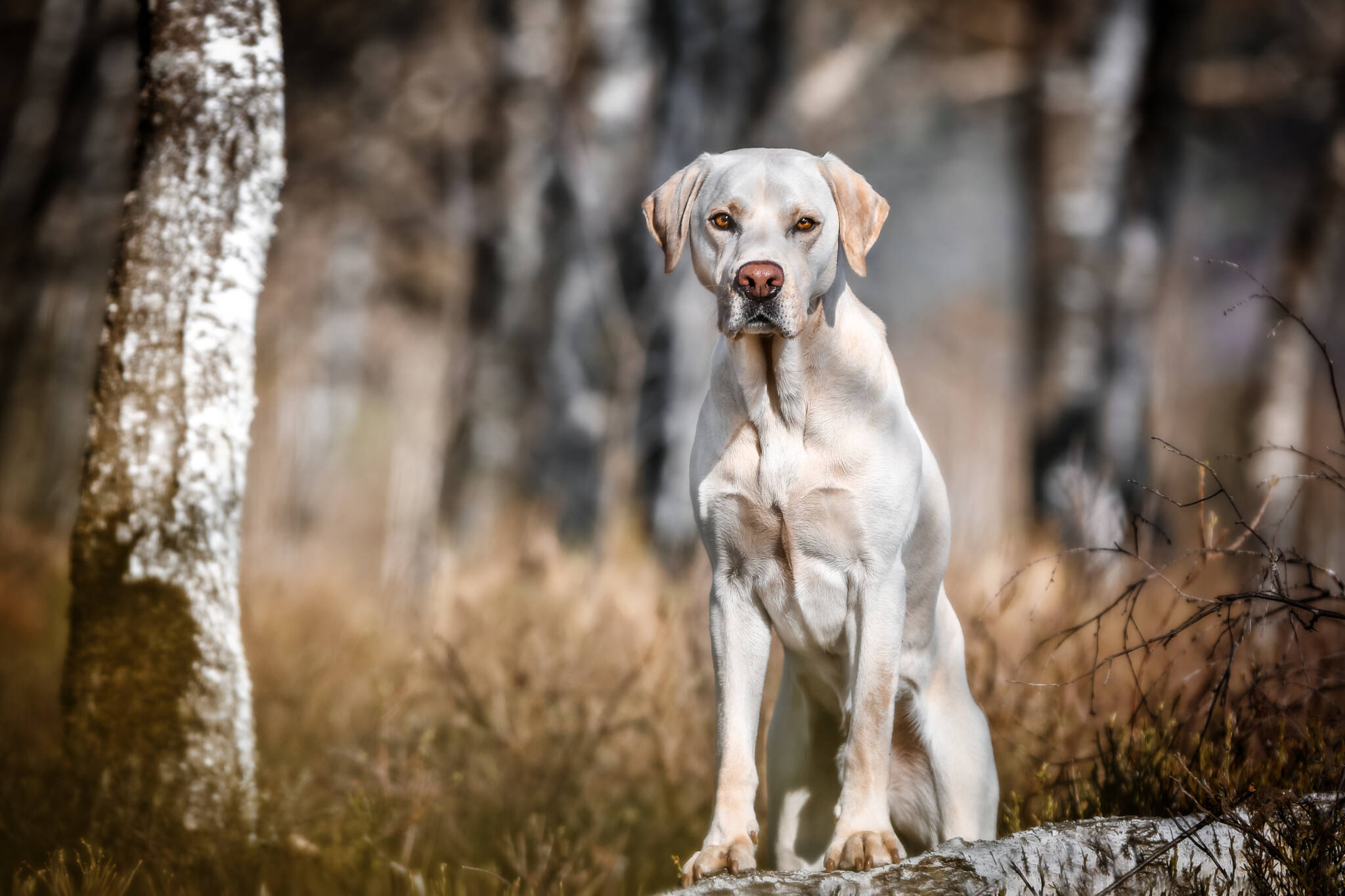 Warum springen Hunde Menschen an (Teil 2/4) HundeCoach Allgäu Eure